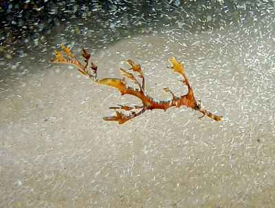 Tiny Sea Dragon